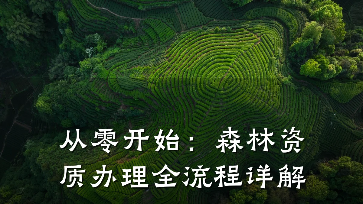 从零开始:森林资质办理全流程详解