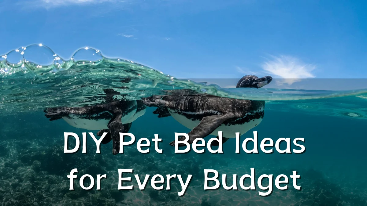 DIY Pet Bed Ideas for Every Budget