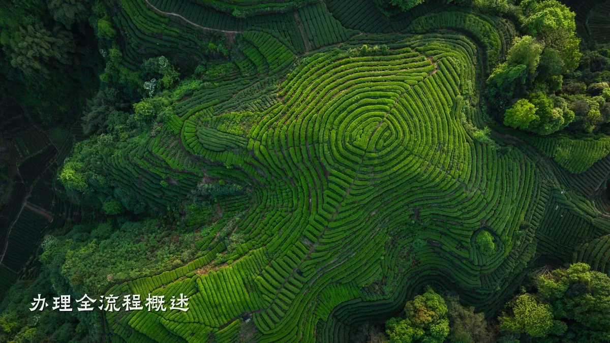 办理全流程概述
