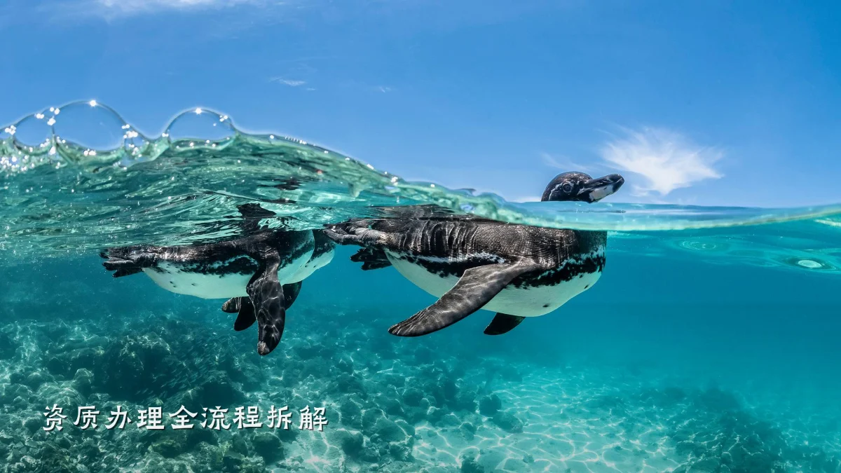 资质办理全流程拆解