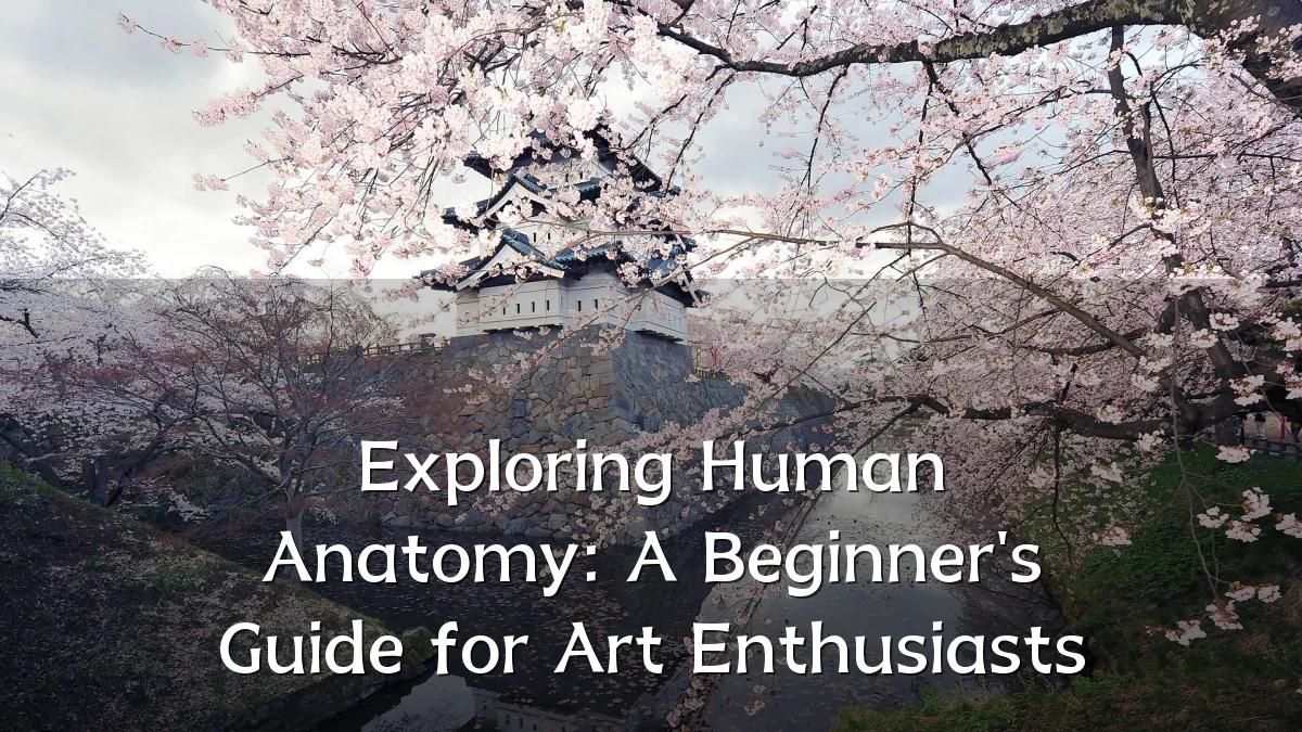 Exploring Human Anatomy: A Beginner's Guide for Art Enthusiasts