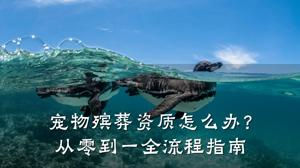 宠物殡葬资质怎么办？从零到一全流程指南