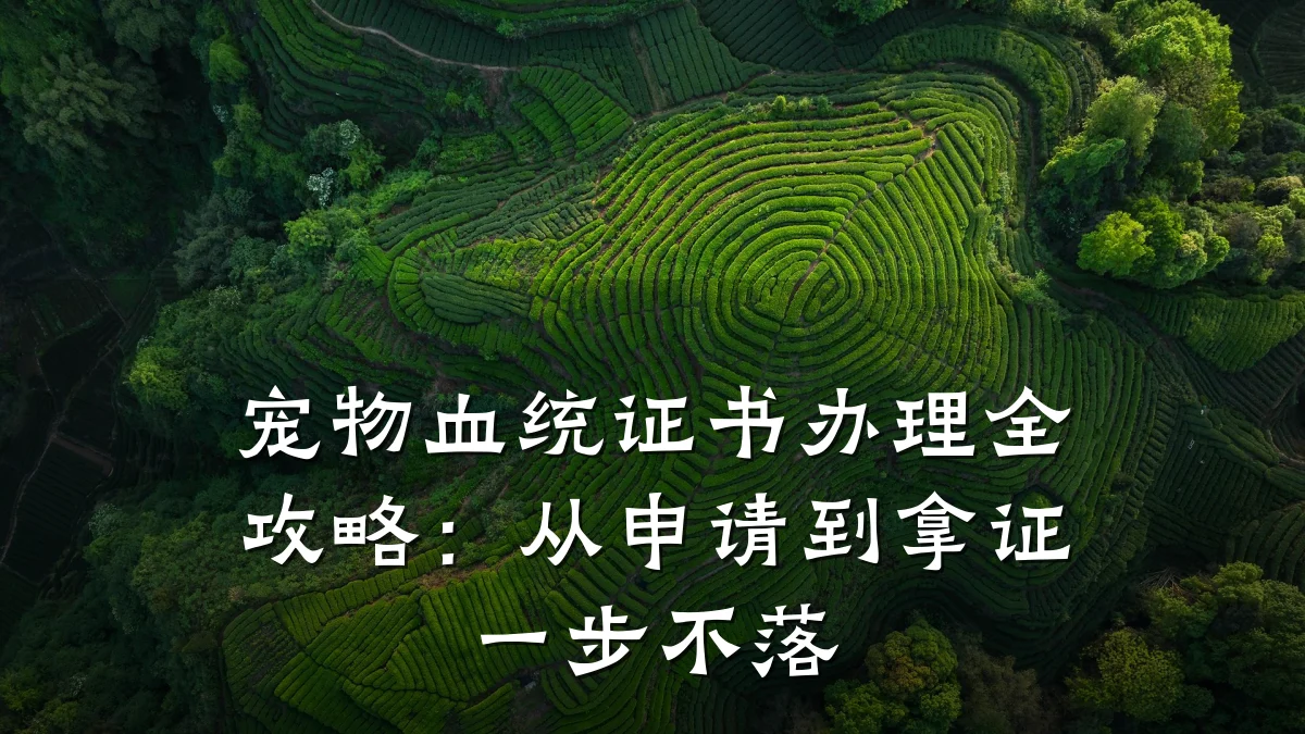 宠物血统证书办理全攻略：从申请到拿证一步不落