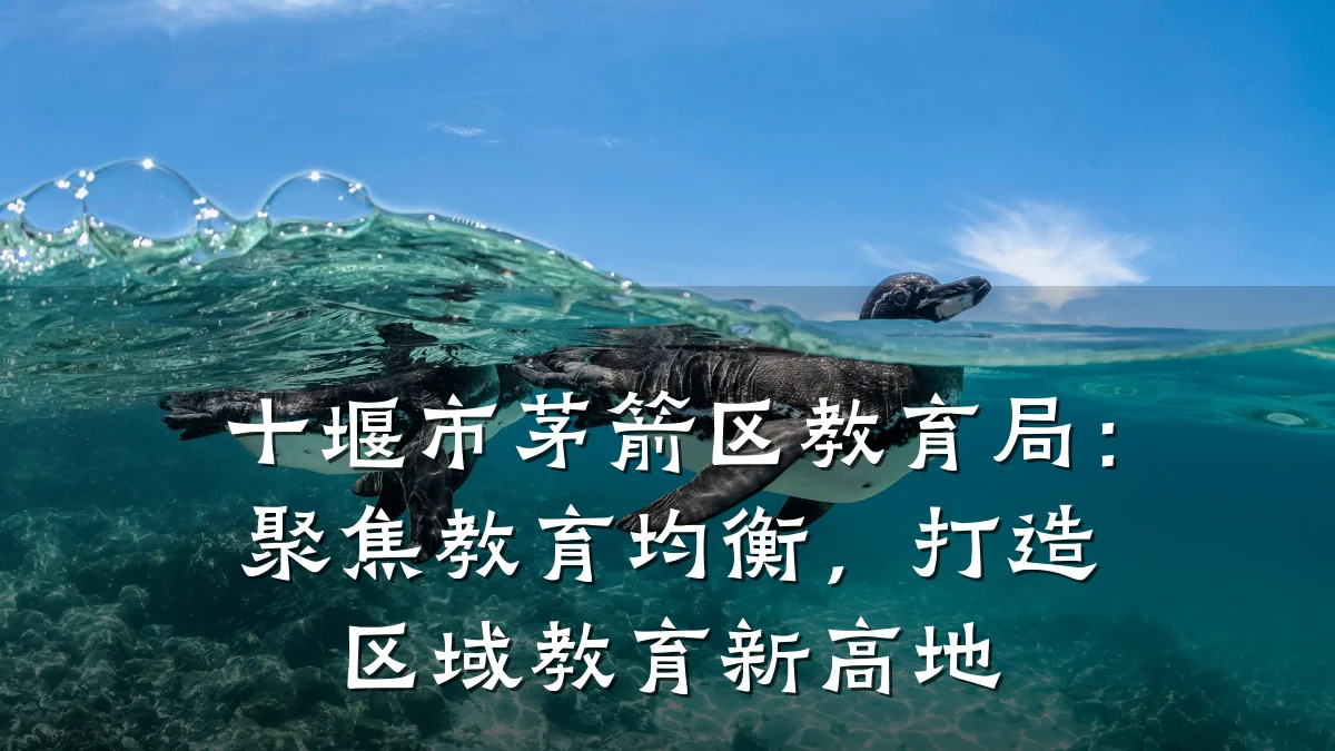 十堰市茅箭区教育局:聚焦教育均衡,打造区域教育新高地